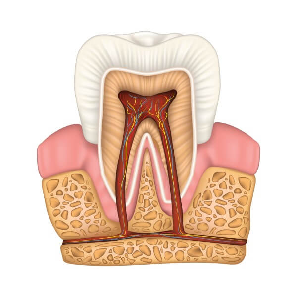 illustration of the inside of a tooth and gums